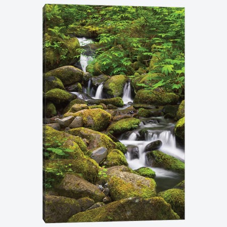 USA, Oregon, Hood River. A waterfall on Tish Creek. Canvas Print #CRD2} by Christopher Reed Canvas Print