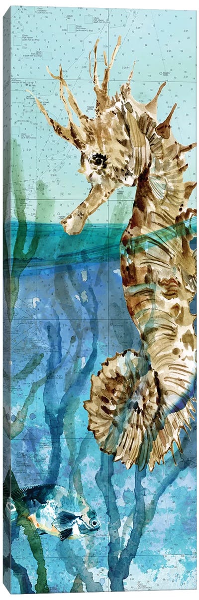 Pacific Seahorse Canvas Art Print - Seahorse Art