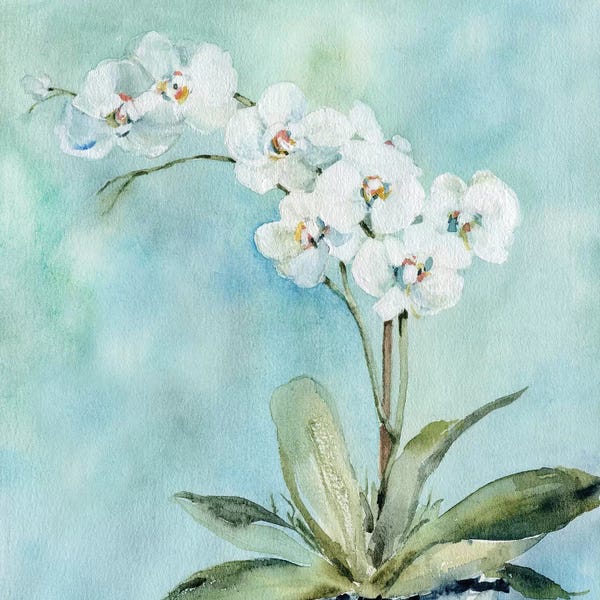 Sunlit Orchid