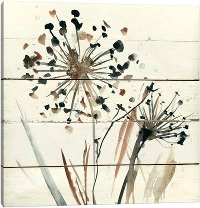Nature's Lace II Canvas Art Print - Allium Art
