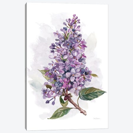 Awash in Lilac I Canvas Print #CRO1164} by Carol Robinson Canvas Wall Art