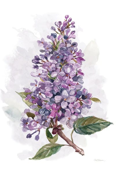 Lilacs: Awash in Lilac I by Carol Robinson