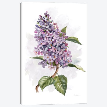 Awash in Lilac II Canvas Print #CRO1165} by Carol Robinson Canvas Art