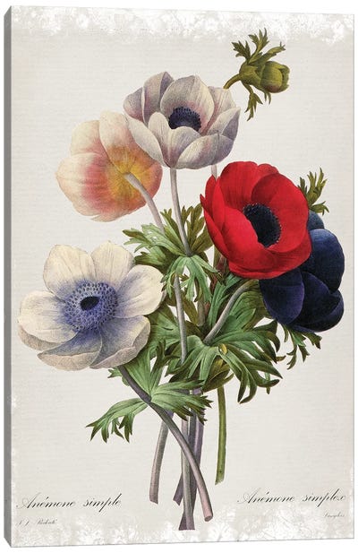 Botanical Bouquet Anemone Canvas Art Print - Botanical Illustrations