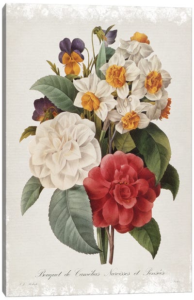 Botanical Bouquet Camelias Canvas Art Print - Botanical Illustrations