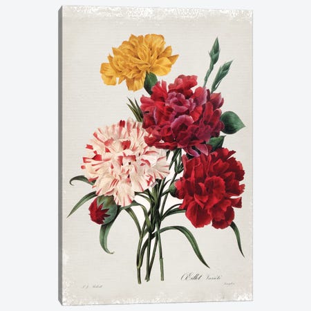 Botanical Bouquet Carnations Canvas Print #CRO1179} by Carol Robinson Canvas Artwork