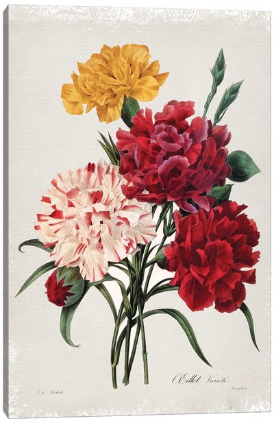 Botanical Bouquet Carnations Canvas Art Print - Botanical Illustrations