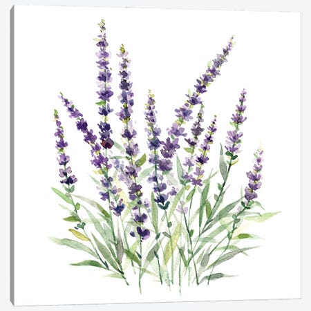 Lavender Botanical I Canvas Print #CRO1271} by Carol Robinson Canvas Art Print