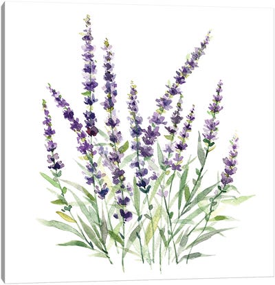 Lavender Botanical I Canvas Art Print - Lavender Art
