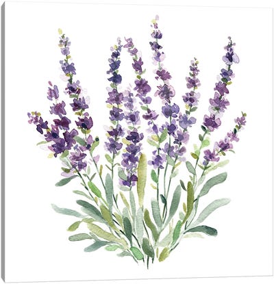 Lavender Botanical II Canvas Art Print - Herb Art