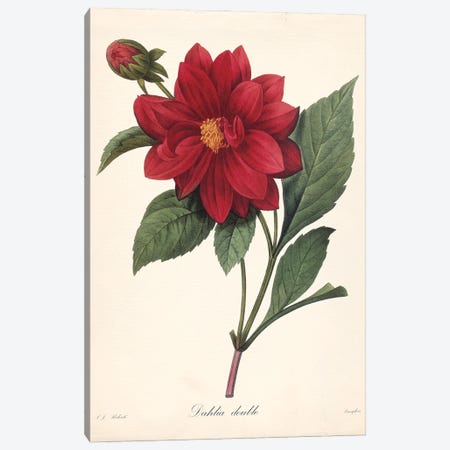 Red Botanical II Canvas Print #CRO1285} by Carol Robinson Canvas Print