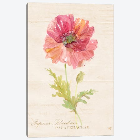 Botanical Poppy Canvas Print #CRO130} by Carol Robinson Canvas Print