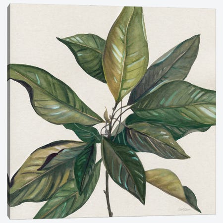Magnolia Leaves I Canvas Print #CRO1388} by Carol Robinson Art Print