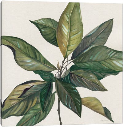 Magnolia Leaves I Canvas Art Print - Magnolia Art
