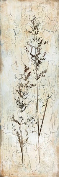 Rustic Décor: Delicate Nature I by Carol Robinson