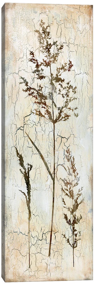 Delicate Nature III Canvas Art Print - Herb Art