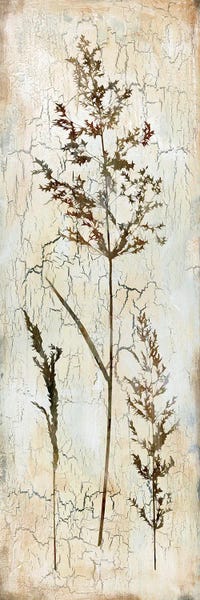Herbs: Delicate Nature III by Carol Robinson