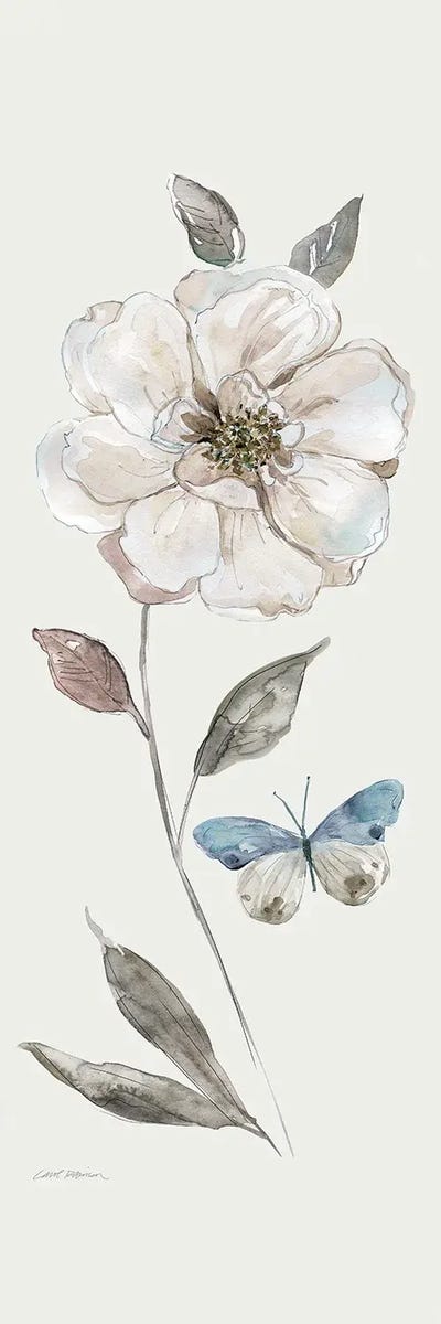 Frosted White Rose by Carol Robinson canvas print