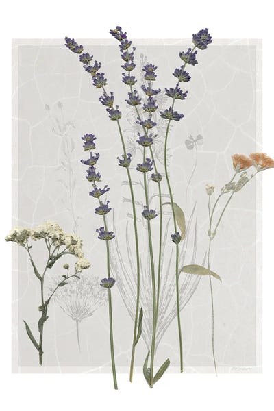 Field Study Page I by Carol Robinson canvas print