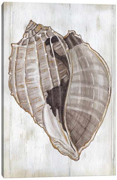 Ocean Cone II Canvas Art Print - Sea Shell Art