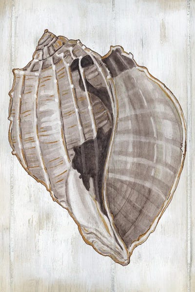 Sea Shells: Ocean Cone II by Carol Robinson