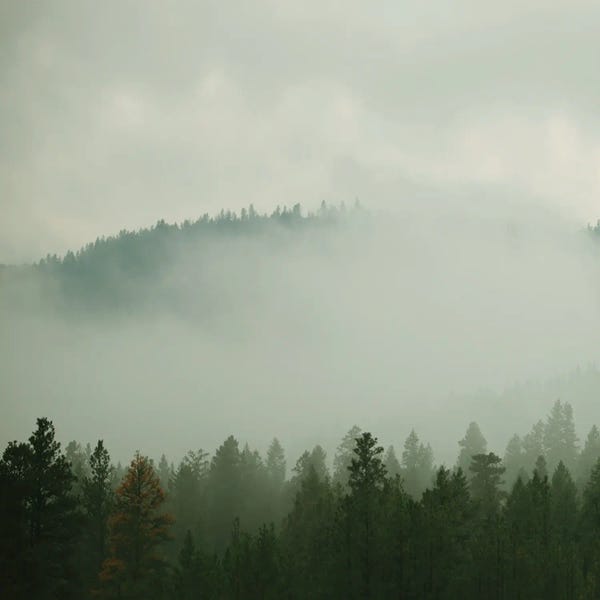 Pine Trees: Verdant Country I by Carol Robinson