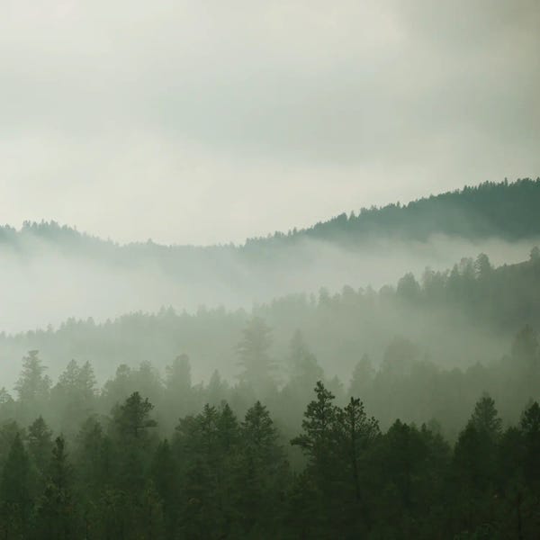 Pine Trees: Verdant Country II by Carol Robinson