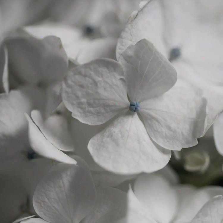 Hydrangea I