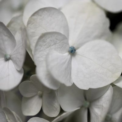 Hydrangea II by Carol Robinson canvas print