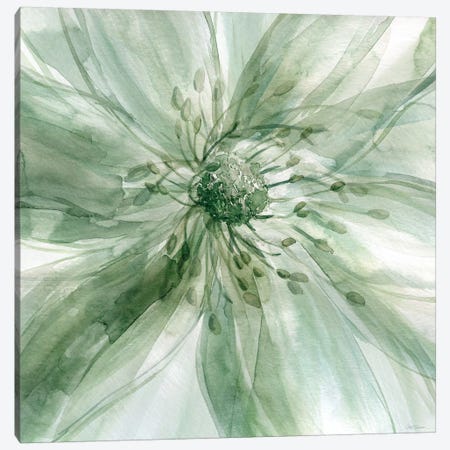 Macro Sage Flower I Canvas Print #CRO156} by Carol Robinson Canvas Artwork