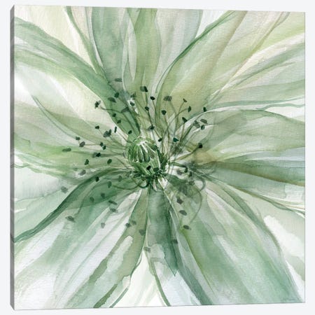 Macro Sage Flower II Canvas Print #CRO157} by Carol Robinson Canvas Artwork