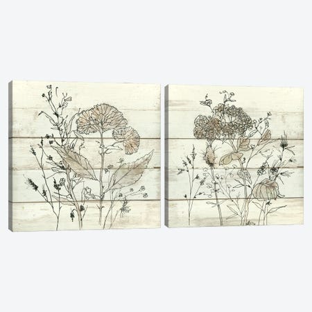 Dried Flower Study Diptych Canvas Print Set #CRO2HSET006} by Carol Robinson Canvas Print