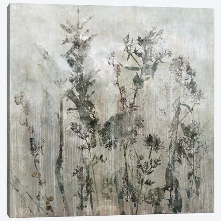 Winter's Lace II Canvas Print #CRO326} by Carol Robinson Canvas Art Print