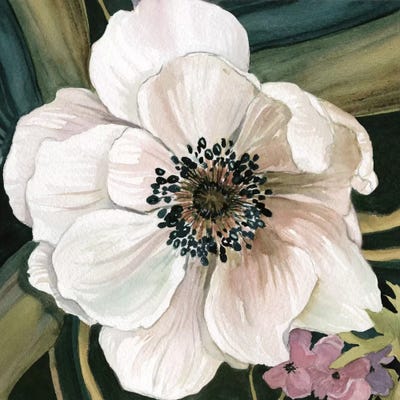 Anemone Study IV by Carol Robinson canvas print