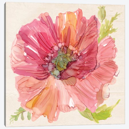 Botanical Poppy In Zoom Canvas Print #CRO339} by Carol Robinson Canvas Print