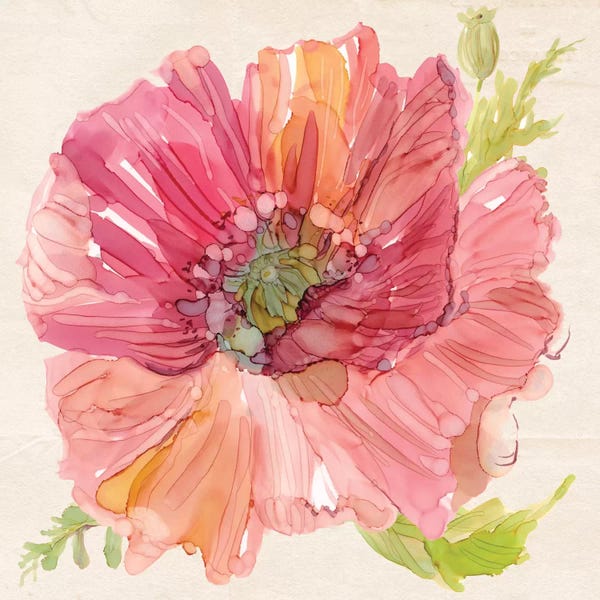 Poppies: Botanical Poppy In Zoom by Carol Robinson