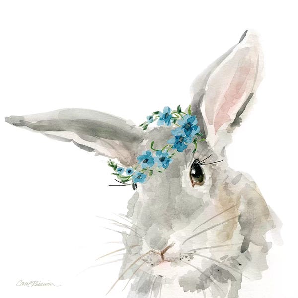 Baby Animals: Glamour Girls: Rabbit by Carol Robinson