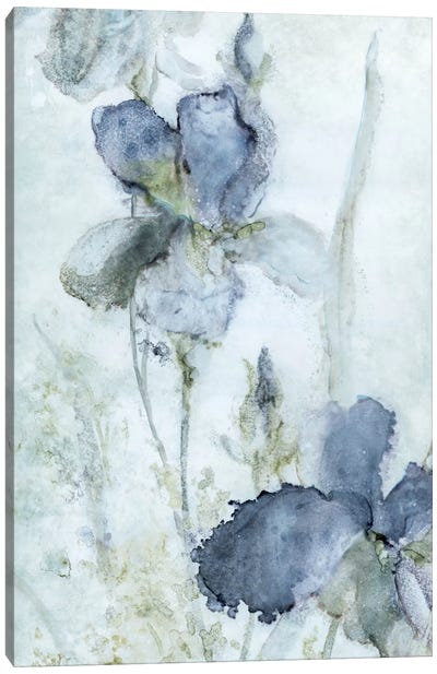 Morning Iris Canvas Art Print