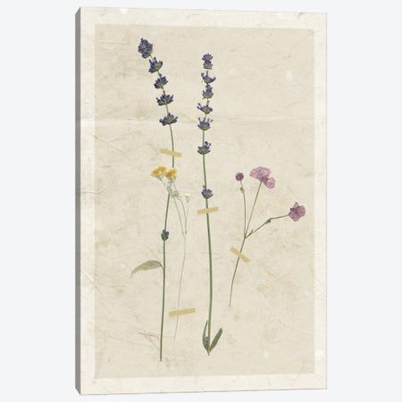 Pressed Lavender II Canvas Print #CRO372} by Carol Robinson Art Print