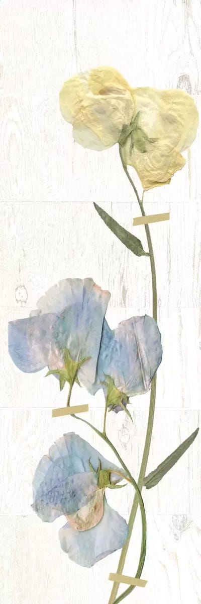 Pressed Sweet Pea II by Carol Robinson canvas print