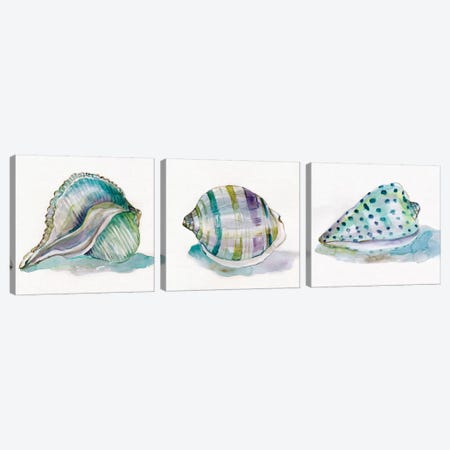 Malecon Shell Triptych Canvas Print Set #CRO3HSET002} by Carol Robinson Canvas Wall Art
