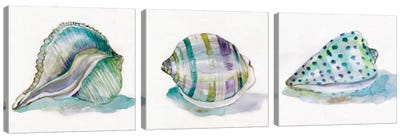 Malecon Shell Triptych Canvas Art Print - Sea Shell Art