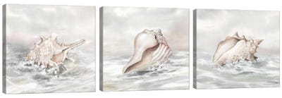 Washed Ashore Triptych Canvas Art Print - Sea Shell Art