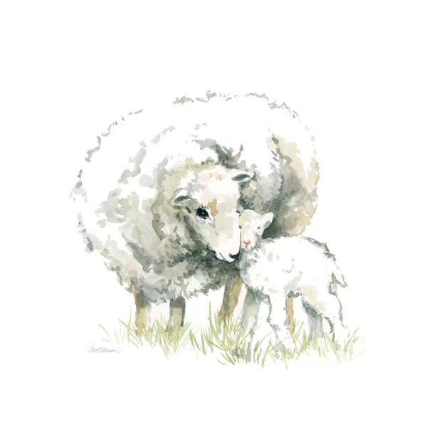 Sheep: Sheep And Lamb by Carol Robinson