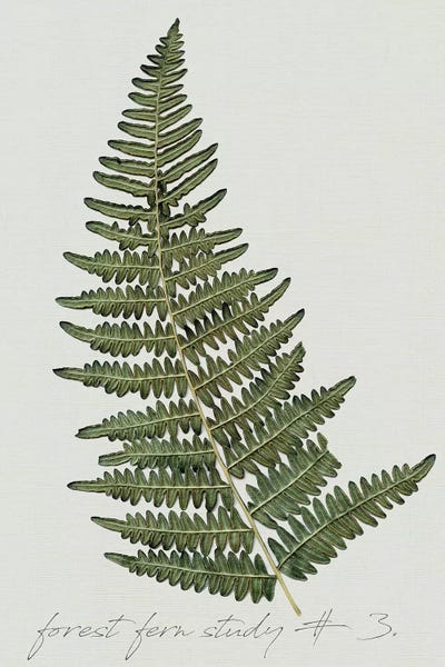Botanical Illustrations: Fern Studies I by Carol Robinson