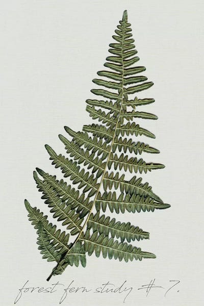 Ferns: Fern Studies II by Carol Robinson