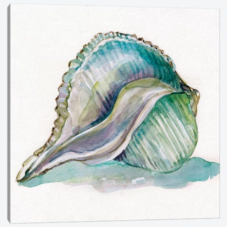 Malecon Shell I Canvas Print #CRO638} by Carol Robinson Canvas Art