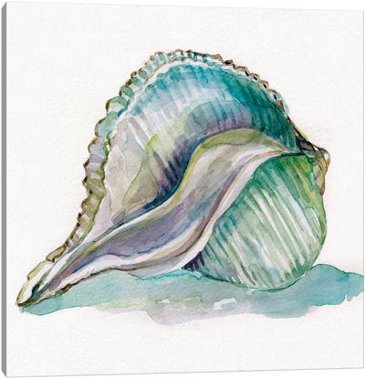 Malecon Shell I Canvas Art Print - Sea Shell Art