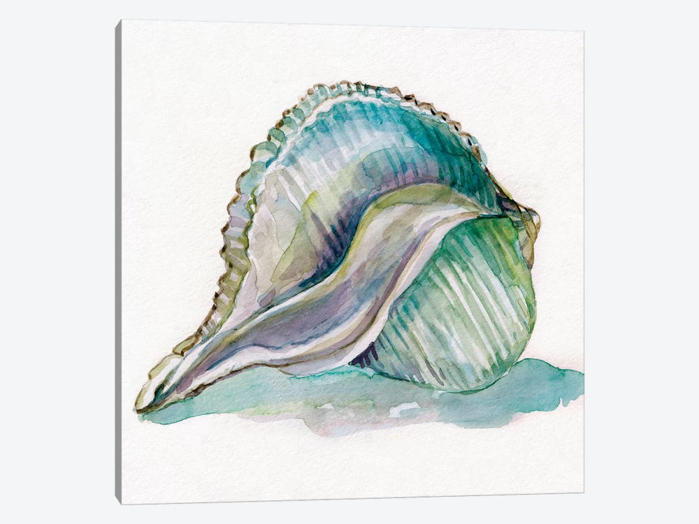 Malecon Shell I by Carol Robinson 1-piece Canvas Art