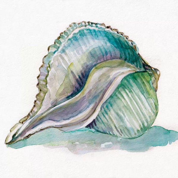 Sea Shells: Malecon Shell I by Carol Robinson